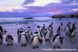 Illustration for article titled Flightless Friday - The Complete Penguin
